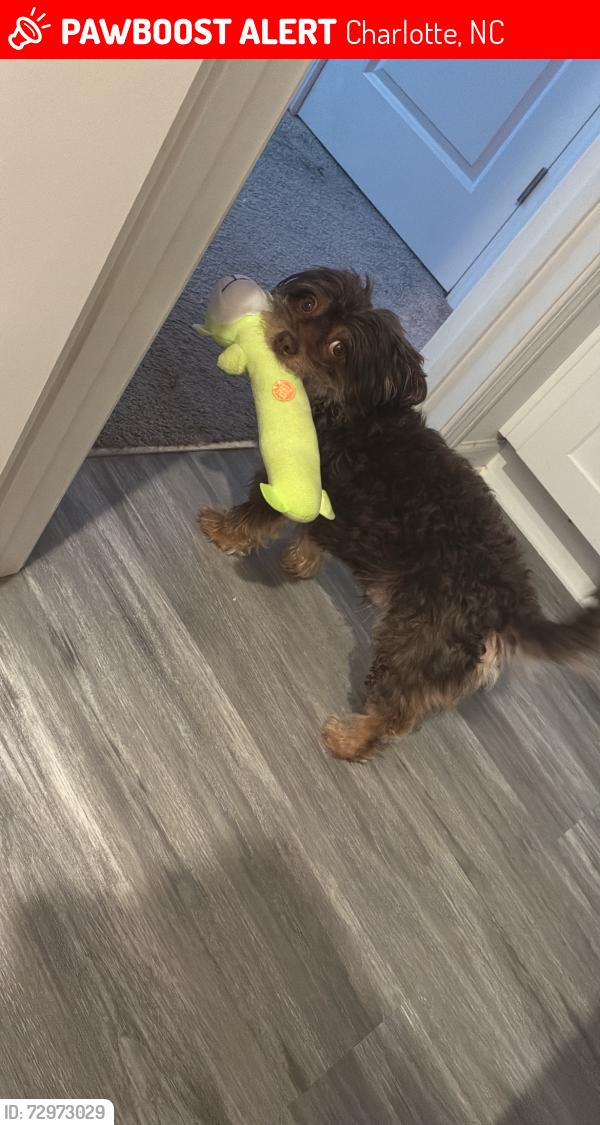 Lost Male Dog last seen peachtree, Charlotte, NC 28216