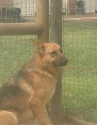 Lost Female Dog last seen Home Depo, Tyler, TX 75701