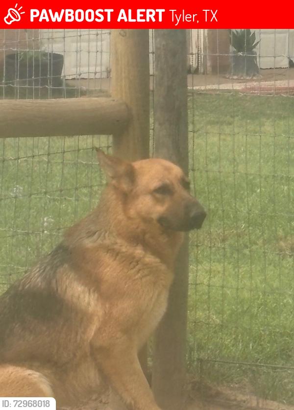 Lost Female Dog last seen Home Depo, Tyler, TX 75701