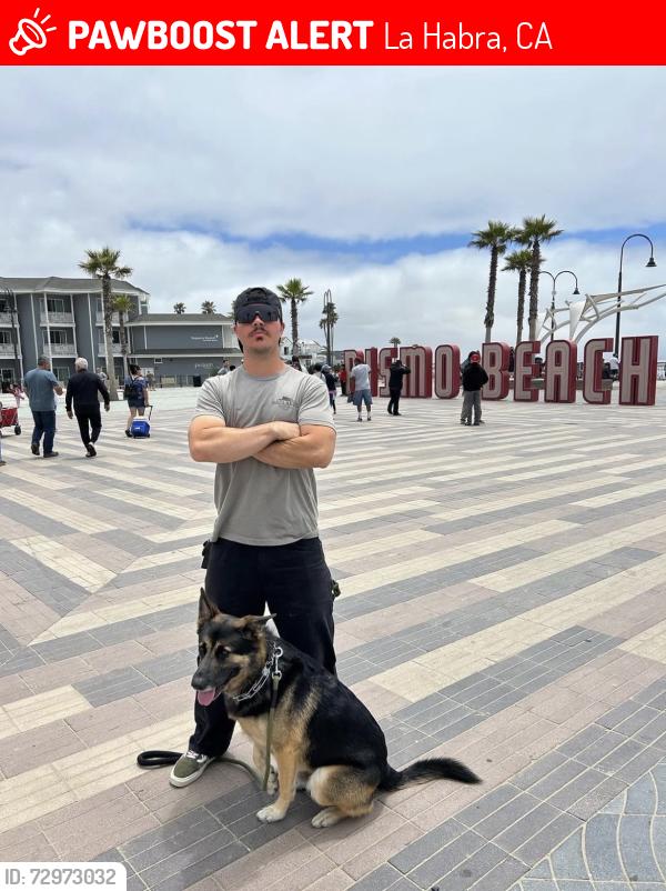 Lost Male Dog last seen Whittier and Beach, La Habra, CA 90631