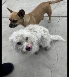 Lost Male Dog last seen Slover ave and poplar ave , Fontana, CA 92334