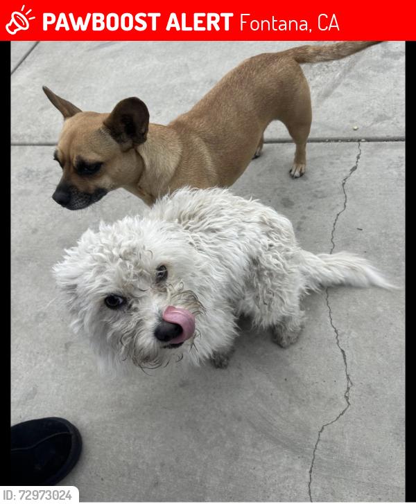 Lost Male Dog last seen Slover ave and poplar ave , Fontana, CA 92334