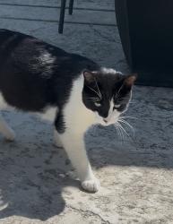 Reunited Unknown Cat last seen Spotted pony lane, Rocklin, CA 95765