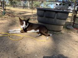 Lost Male Dog last seen Live Oak and Hwy. 20, Yuba City, CA 95901