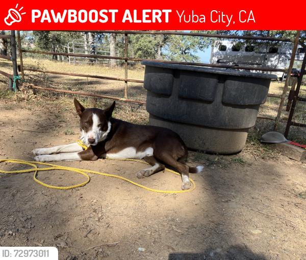 Lost Male Dog last seen Live Oak and Hwy. 20, Yuba City, CA 95901