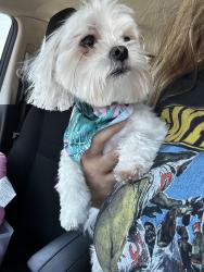 Lost Female Dog last seen Waverly ave, San Jose, CA 95122