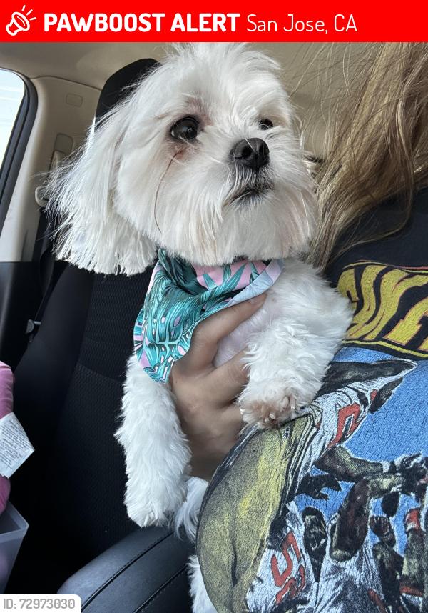 Lost Female Dog last seen Waverly ave, San Jose, CA 95122