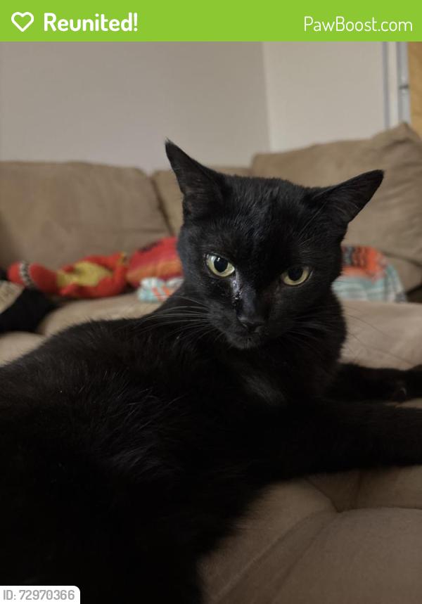 Reunited Female Cat last seen Causey and 92nd, Happy Valley, OR 97086