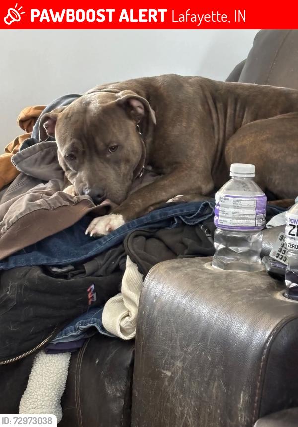 Lost Male Dog last seen Payless Lafayette indiana , Lafayette, IN 47904