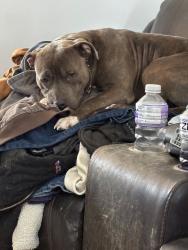 Lost Male Dog last seen Payless Lafayette indiana , Lafayette, IN 47904