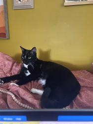 Reunited Male Cat last seen Clydedale Dr. and Cleavemark Dr., Clarkston, GA 30021