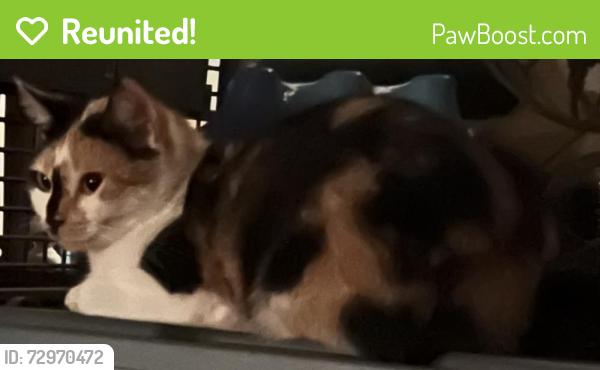 Reunited Female Cat last seen Mill Road & Warminster road, Hatboro, PA 19040