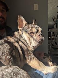 Reunited Male Dog last seen Church of God and Bethera rd, Bonneau, SC 29431