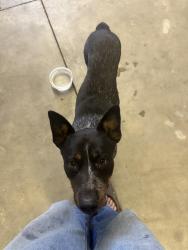 Found/Stray Male Dog last seen Vista rd and Sherman Rd , Romoland, CA 92585