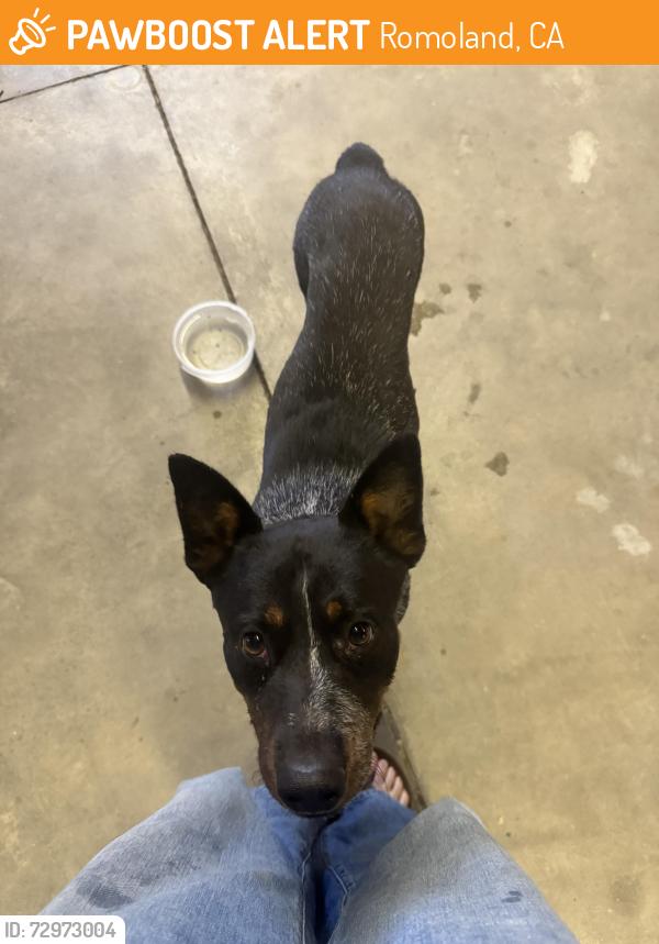 Found/Stray Male Dog last seen Vista rd and Sherman Rd , Romoland, CA 92585