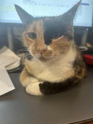 Lost Female Cat last seen Creston Green, San Antonio, TX 78254