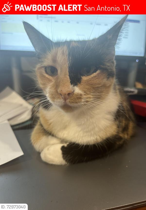 Lost Female Cat last seen Creston Green, San Antonio, TX 78254