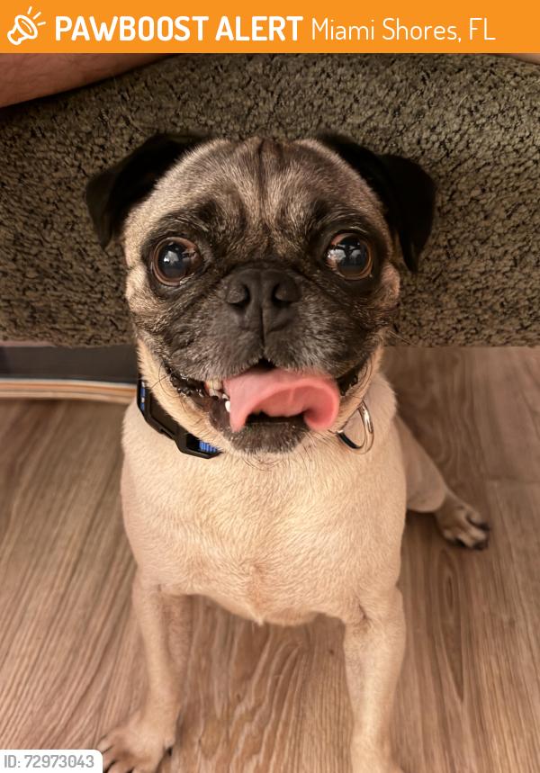 Found/Stray Male Dog last seen 111th St & North Miami Ave, Miami Shores, FL 33161