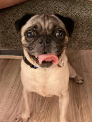 Found/Stray Male Dog last seen 111th St & North Miami Ave, Miami Shores, FL 33161
