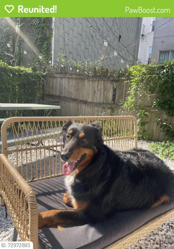 Reunited Male Dog last seen Metropolitan ave and Graham Ave, Brooklyn, NY 11211
