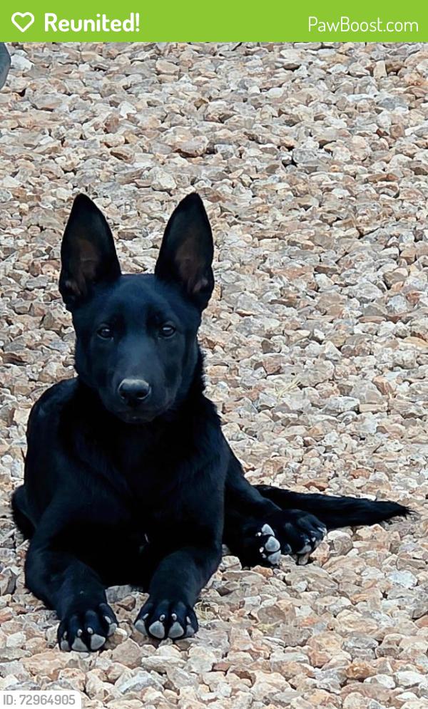 Reunited Female Dog last seen Jefferson st and Dakota ave, Midland, TX 79701