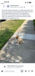Lost Unknown Dog last seen Between Tenessee and Beverly Glen Blvd, Los Angeles, CA 90064