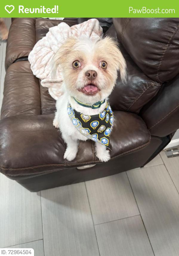 Reunited Male Dog last seen Campbell are Irvington , Tucson, AZ 85714