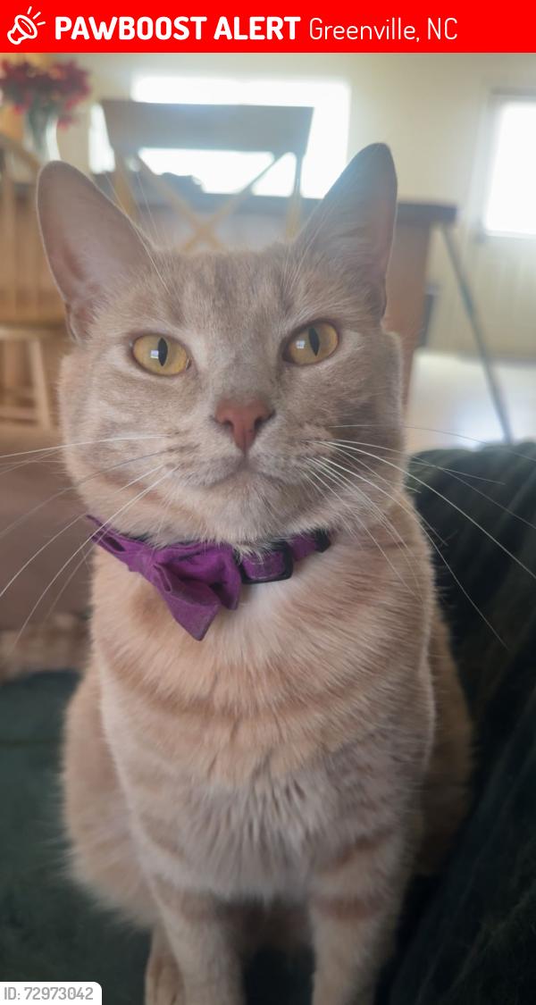 Lost Male Cat last seen The wooded area behind the building of 2024, Greenville, NC 27858