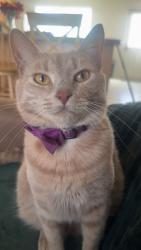 Lost Male Cat last seen The wooded area behind the building of 2024, Greenville, NC 27858