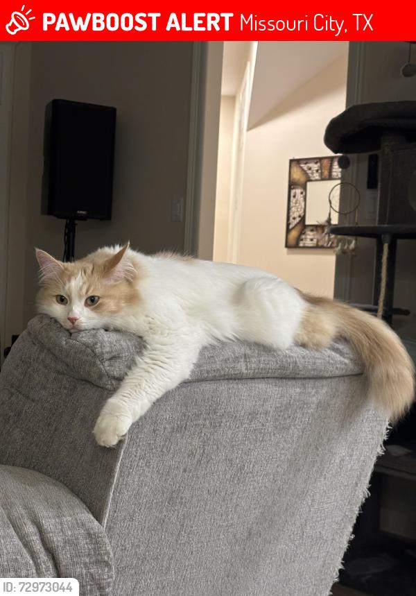 Lost Male Cat last seen Swan isle blvd, Missouri City, TX 77459