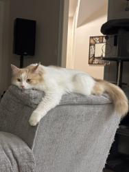 Lost Male Cat last seen Swan isle blvd, Missouri City, TX 77459