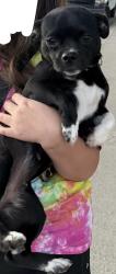 Reunited Female Dog last seen Woodland and Torrid Ave, Modesto, CA 95358