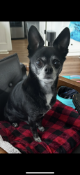 Reunited Male Dog last seen Near 42/trace drive , Wilson, NC 27893