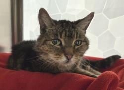 Shelter Stray Female Cat last seen Seattle, WA 98133, Seattle, WA 98119