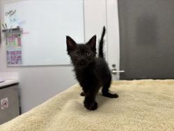 Shelter Stray Female Cat last seen Chelsea AveKansas City, MO 64124, 64124, MO, 7077 Elmwood Ave, Kansas City, MO 64132, USA
