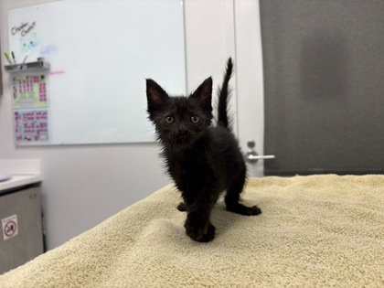 Shelter Stray Female Cat last seen Chelsea AveKansas City, MO 64124, 64124, MO, 7077 Elmwood Ave, Kansas City, MO 64132, USA