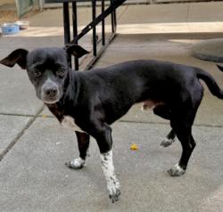 Shelter Stray Male Dog last seen Oakland, CA 94605, Oakland, CA 94601