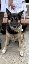 Reunited Male Dog last seen Whittier Blvd, Whittier, CA, USA, Whittier, CA 90602
