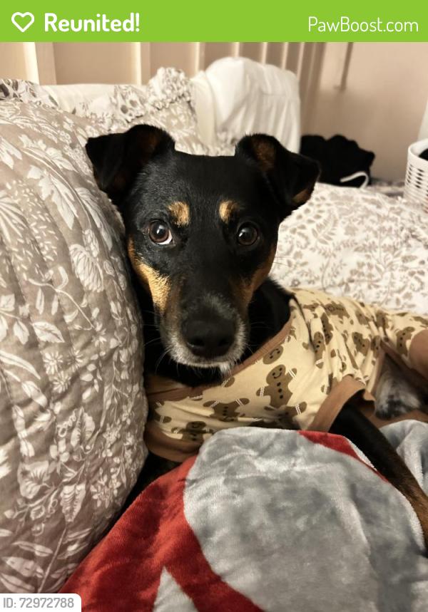 Reunited Male Dog last seen 39th street and Lees Summit Rd, Independence, MO, Independence, MO 64055
