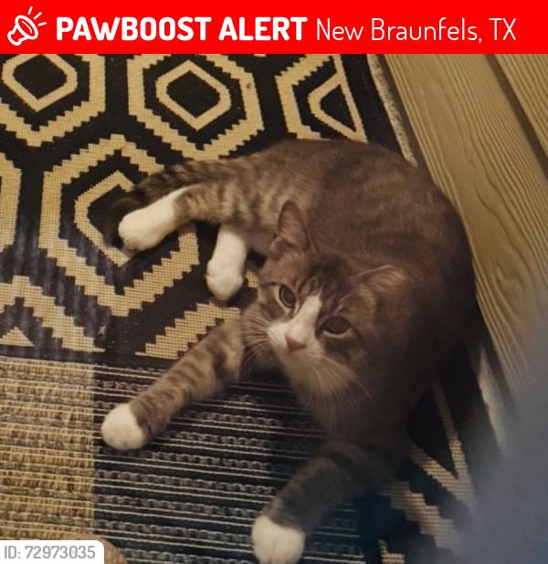 Lost Male Cat last seen Sunset Summit and Noe Forest in Highland Grove, New Braunfels, TX 78130