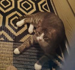 Lost Male Cat last seen Sunset Summit and Noe Forest in Highland Grove, New Braunfels, TX 78130