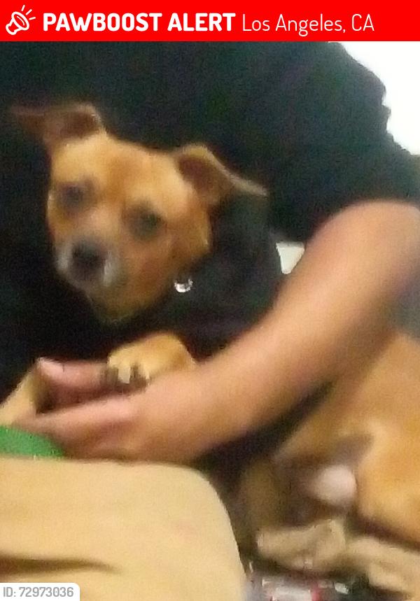 Lost Male Dog last seen Near Kent st Los Angeles CA 90026, Los Angeles, CA 90026