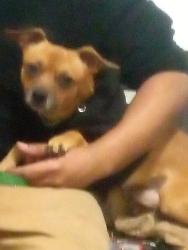 Lost Male Dog last seen Near Kent st Los Angeles CA 90026, Los Angeles, CA 90026