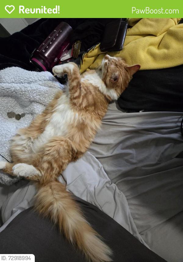 Reunited Male Cat last seen Sheep Company rd and Wenas, Selah, WA 98942