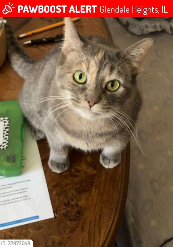 Lost Female Cat last seen Bloomingdale Road & Army Trail Road, Glendale Heights, IL 60139