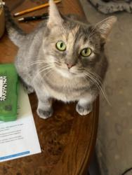 Lost Female Cat last seen Bloomingdale Road & Army Trail Road, Glendale Heights, IL 60139