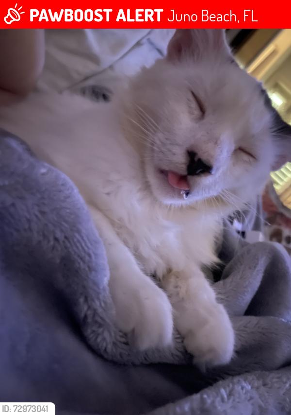 Lost Male Cat last seen Ascott rd north Palm beach , Juno Beach, FL 33408
