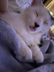 Lost Male Cat last seen Ascott rd north Palm beach , Juno Beach, FL 33408
