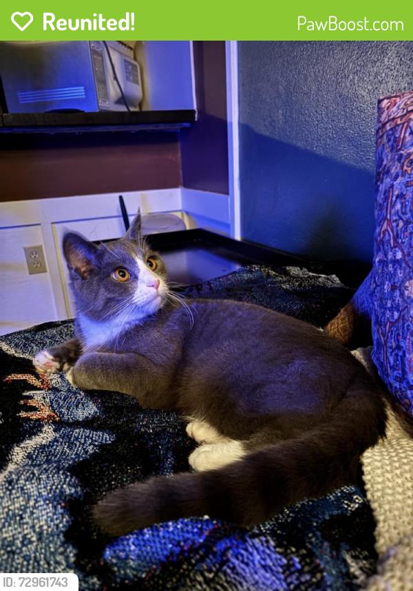 Reunited Male Cat last seen Near Allen St, Springfield, MA 01118, USA, Springfield, MA 01118