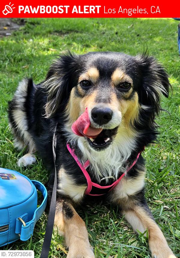 Lost Female Dog last seen Simshaw, Hubbard , Los Angeles, CA 91342